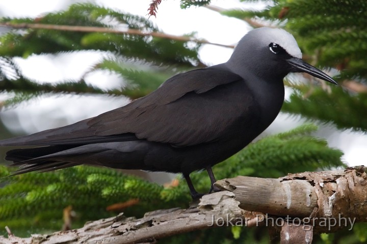 Lord Howe Island_20061209_135.jpg